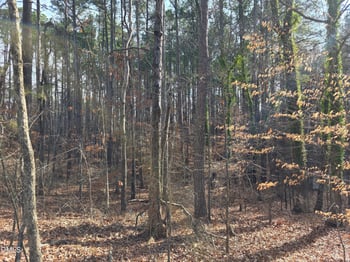 906 Ardmore Dr, Durham, NC 27713