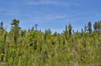 J G F Ball Rd Lot J, Louisburg, NC 27549