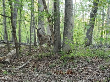 Lot 2 Deer Run Trl, Hillsborough, NC 27278