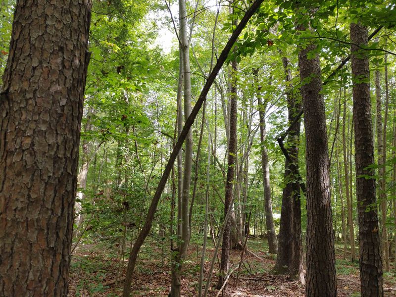 Lot 3 Virgilina Rd, Roxboro, NC 27574
