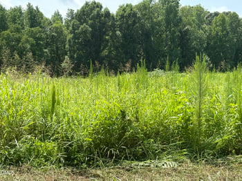 Lot 5 Oak Grove Church Rd Lot 5, Mebane, NC 27302