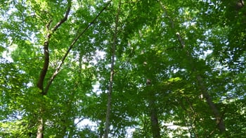 Lot 54 Forest Dr, Graham, NC 27253