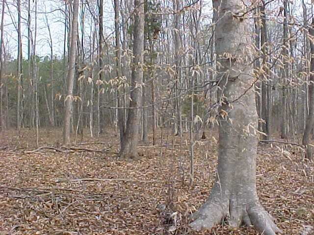 LT 5 Glenmore Dr Lot 5, Roxboro, NC 27574