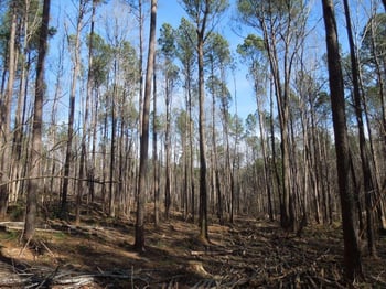 TBD Nc 96 Hw Lot na, Franklinton, NC 27525