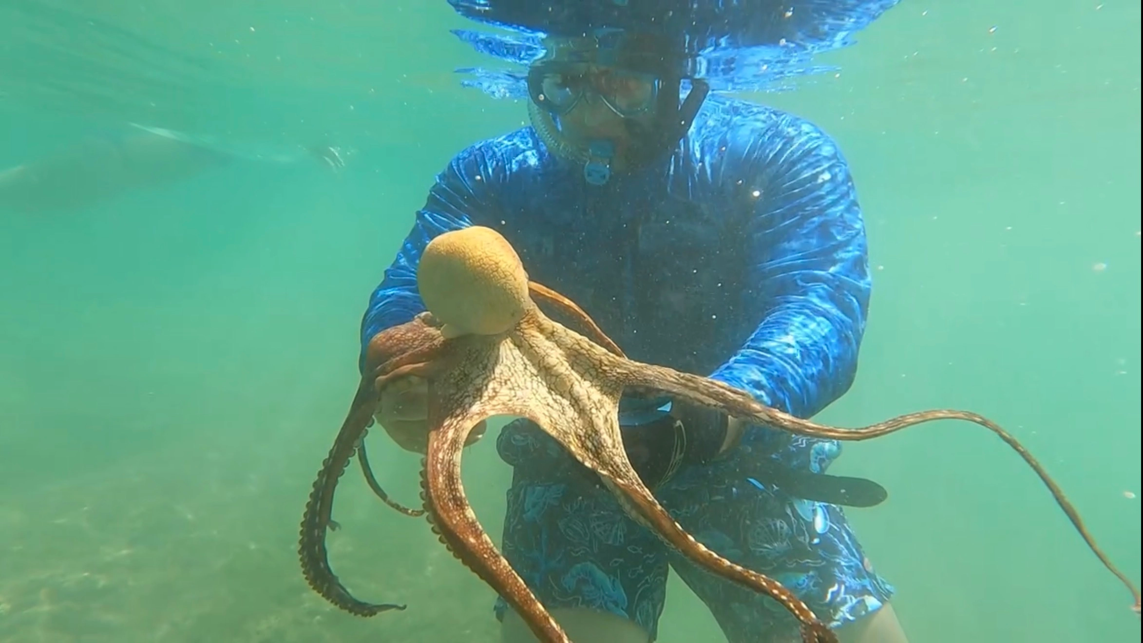 Diving with an octopus in Hawaiʻi
