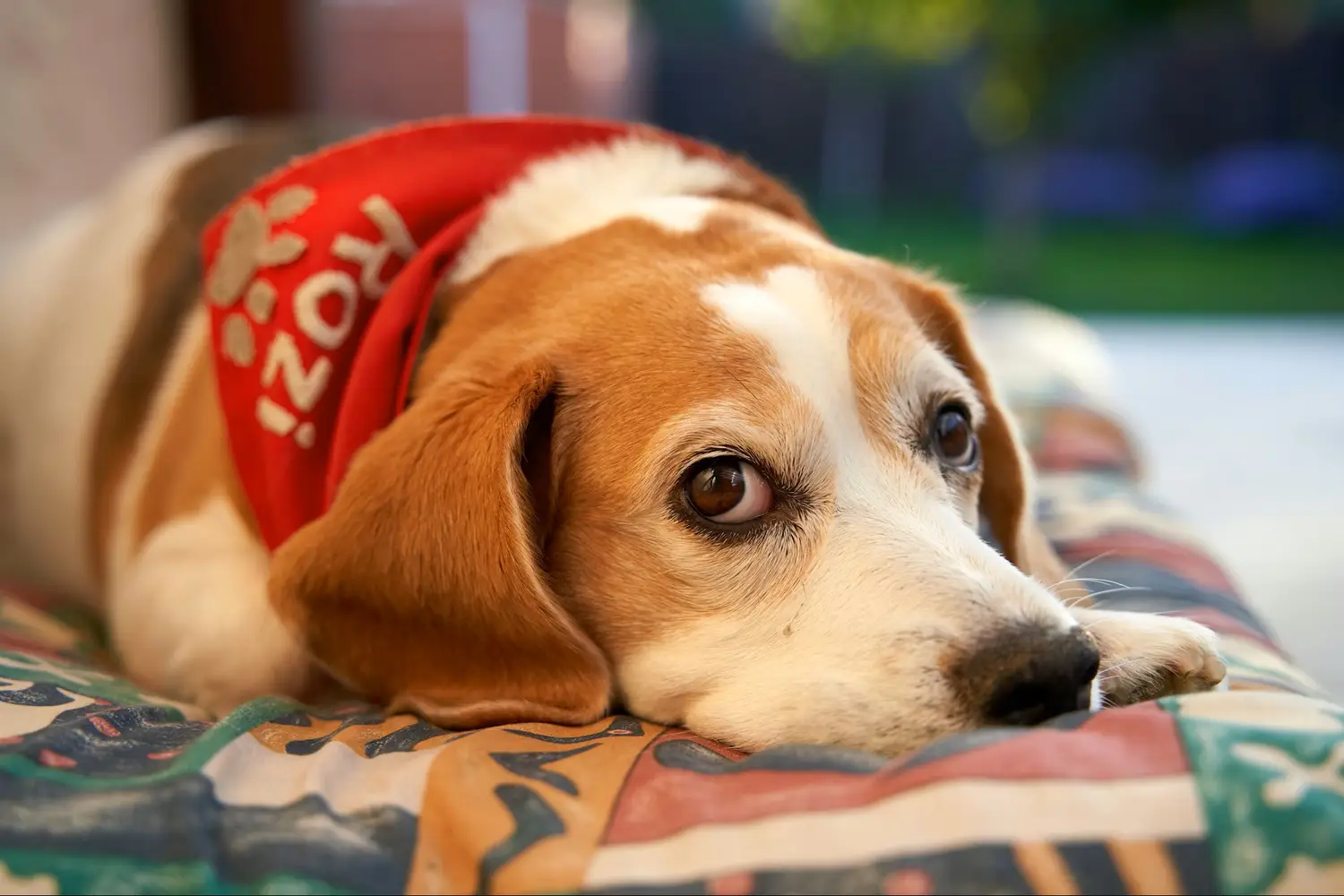 Arlington Cond Pet Policies