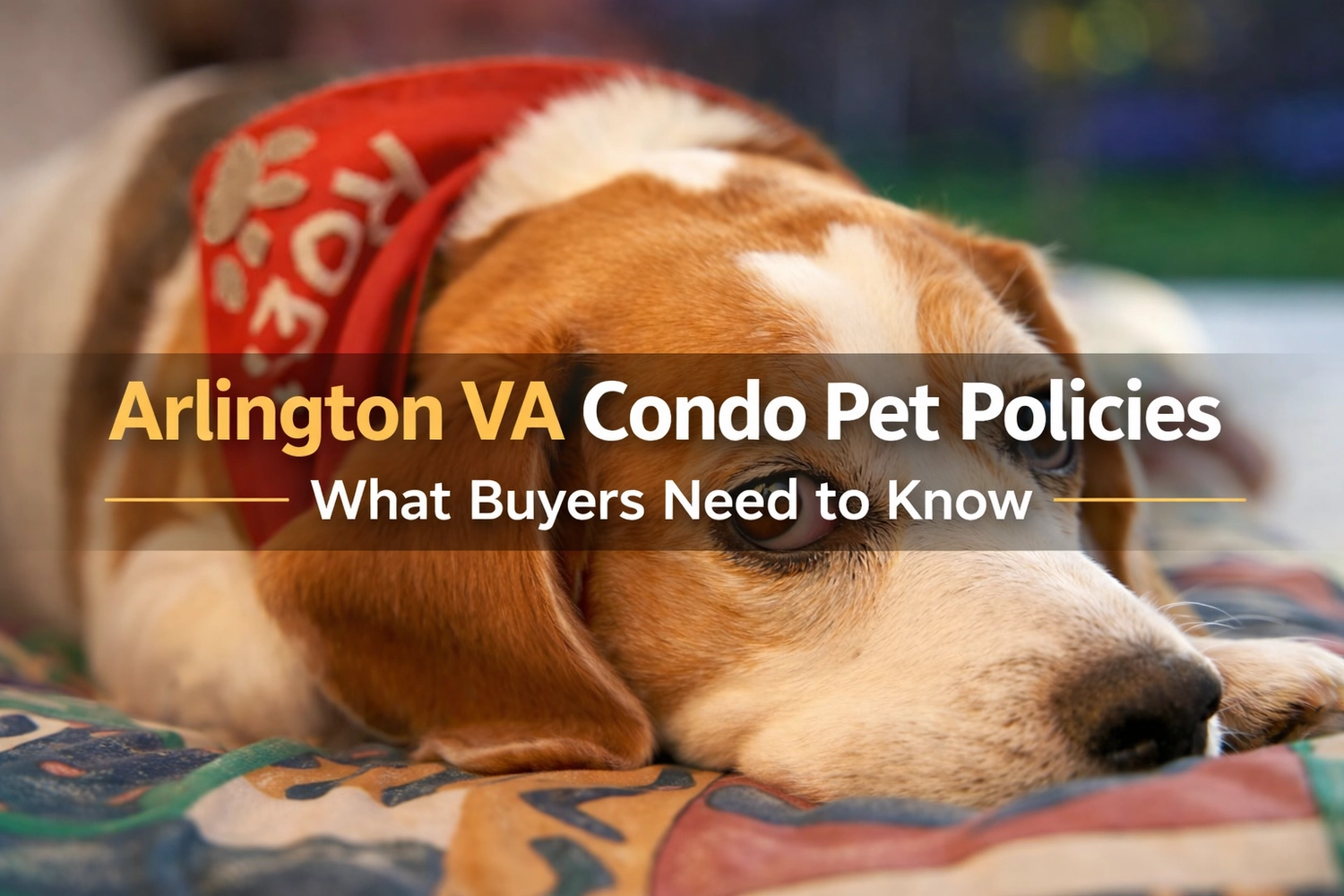 Arlington Condo Pet Policies