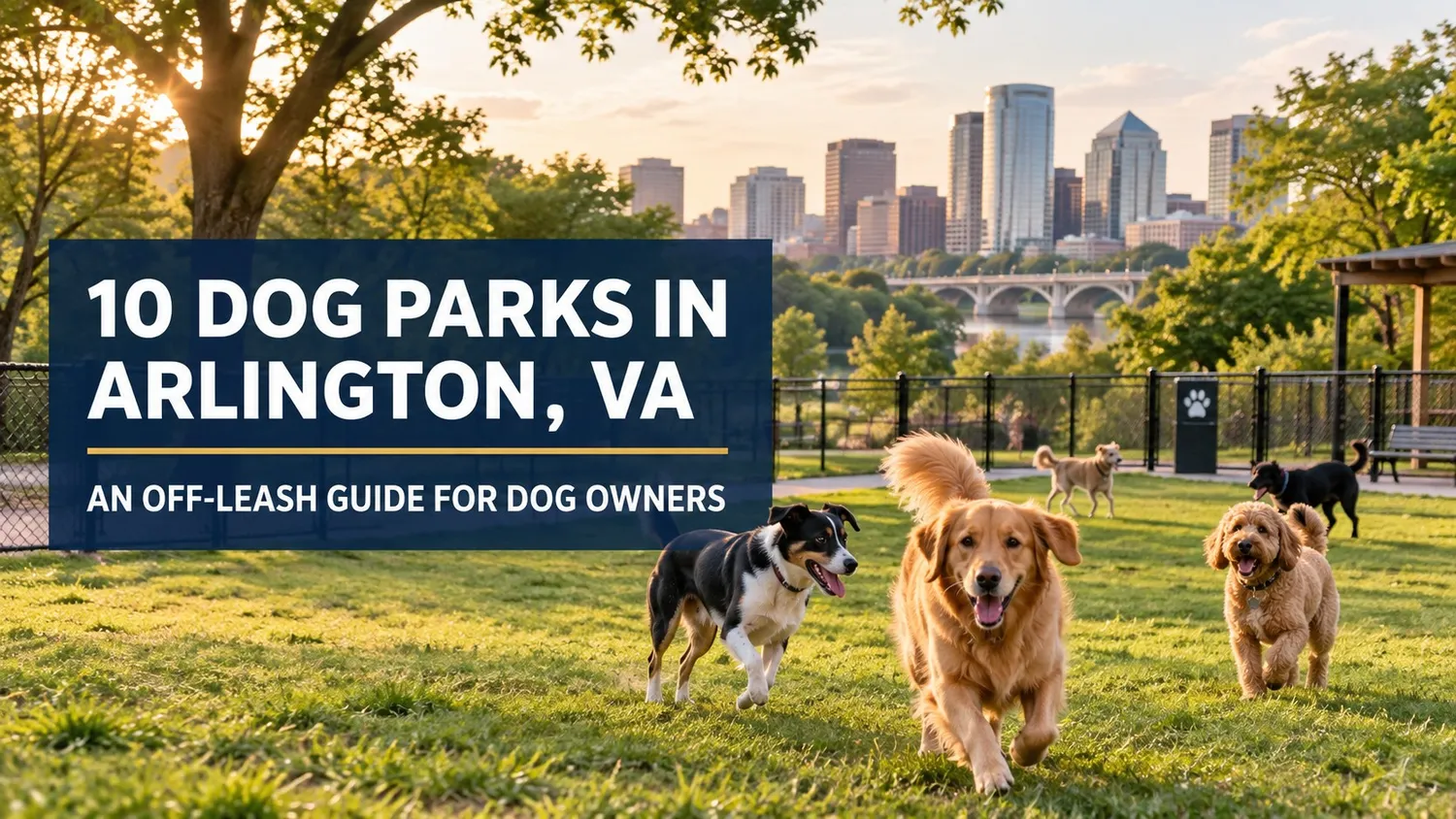 10 Dog Parks in Arlington, VA