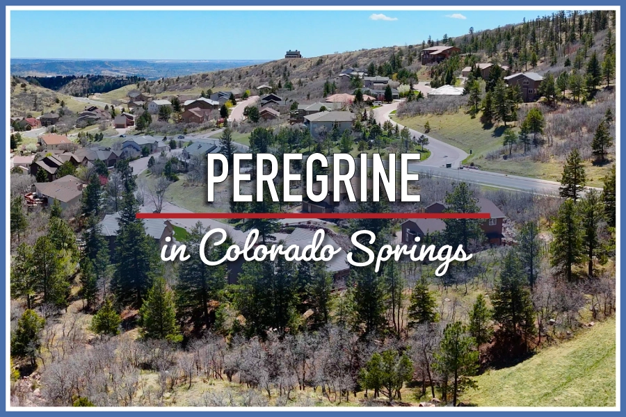 Peregrine in Colorado Springs