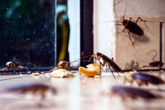 12 Tips for Keeping Bugs Out of Your House - Bug free homes at Kenna real Estate