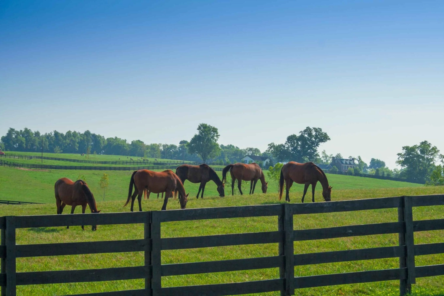 5 Tips for Selecting Horse Properties in Denver -
