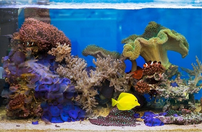 A Guide to Moving a Large Fish Tank to a New Home 