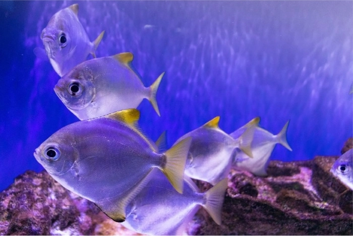 A Guide to Moving a Large Fish Tank to a New Home