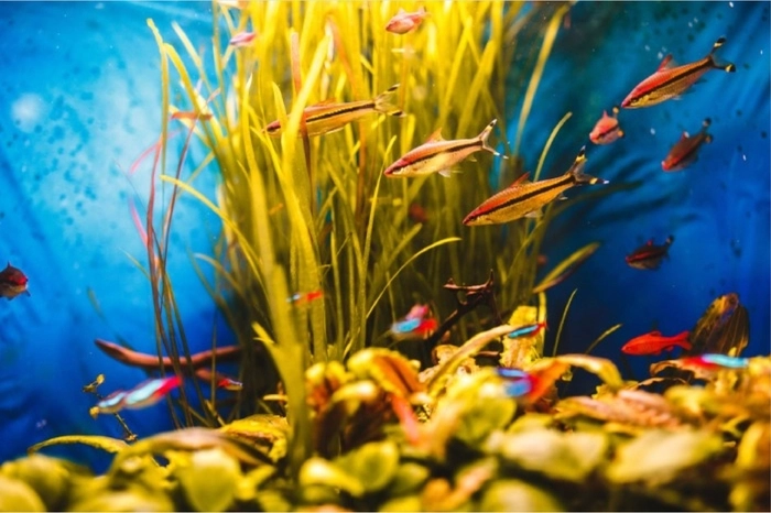 A Guide to Moving a Large Fish Tank to a New Home
