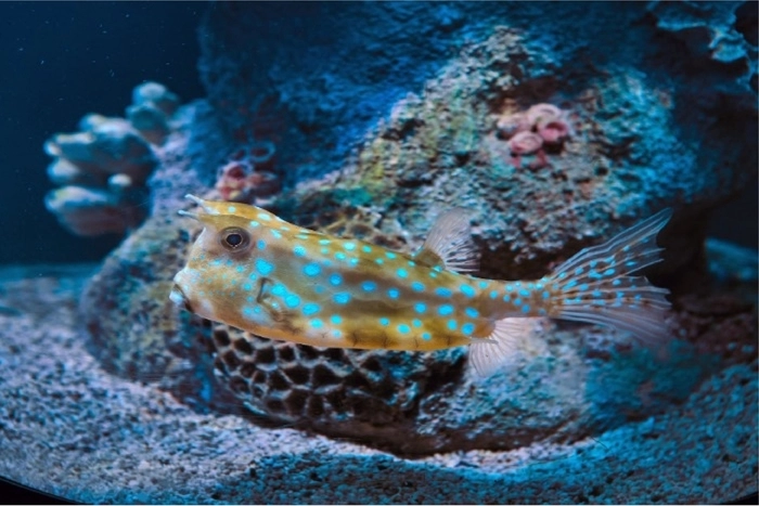 A Guide to Moving a Large Fish Tank to a New Home