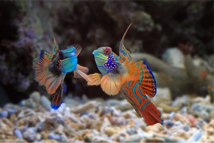 Moving a Large Fish Tank to a New Home