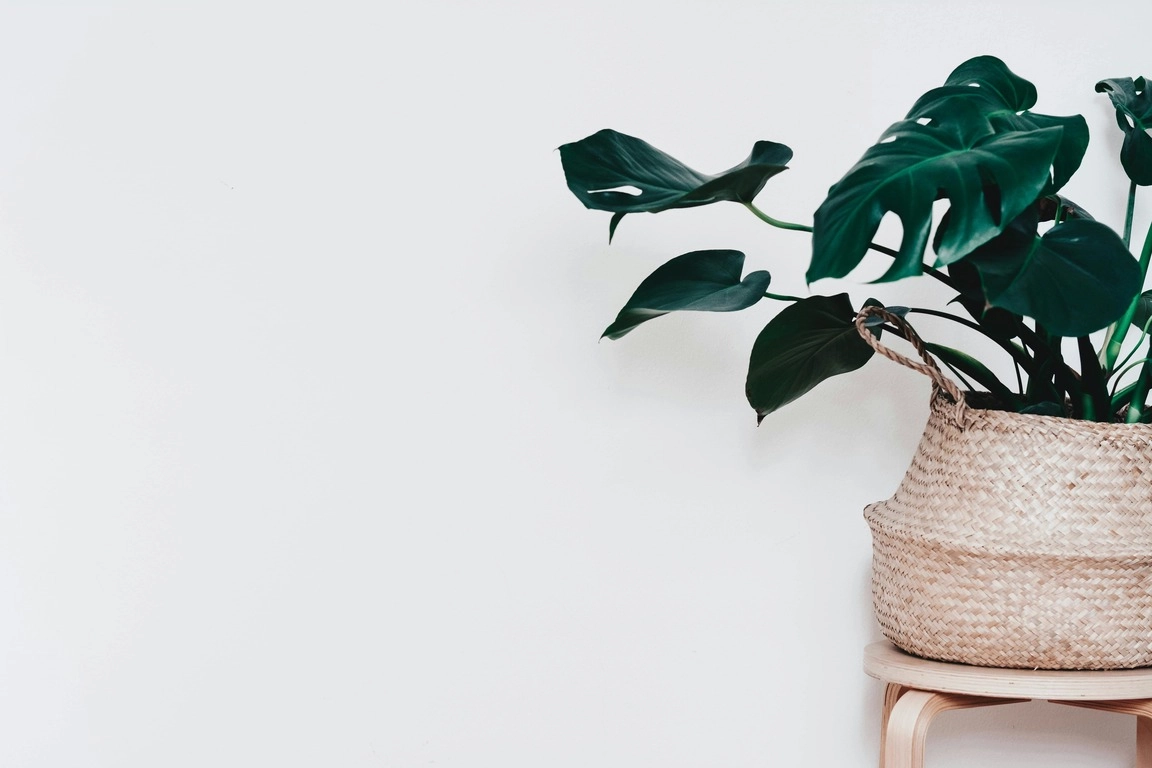 Best Houseplants to Freshen Up Your Space