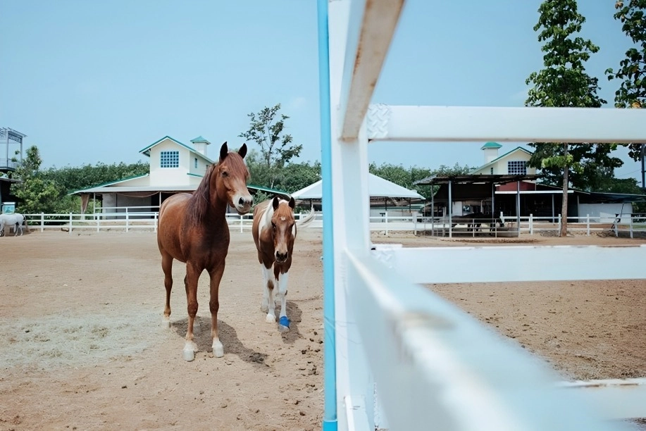 Boarding Horses in the Denver Area and Denver Horse Properties -