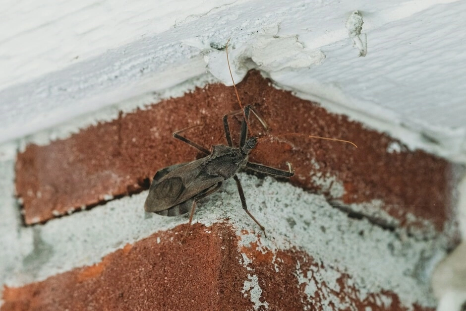 Colorado Homes Face Unique Pest Risks Across Every Season