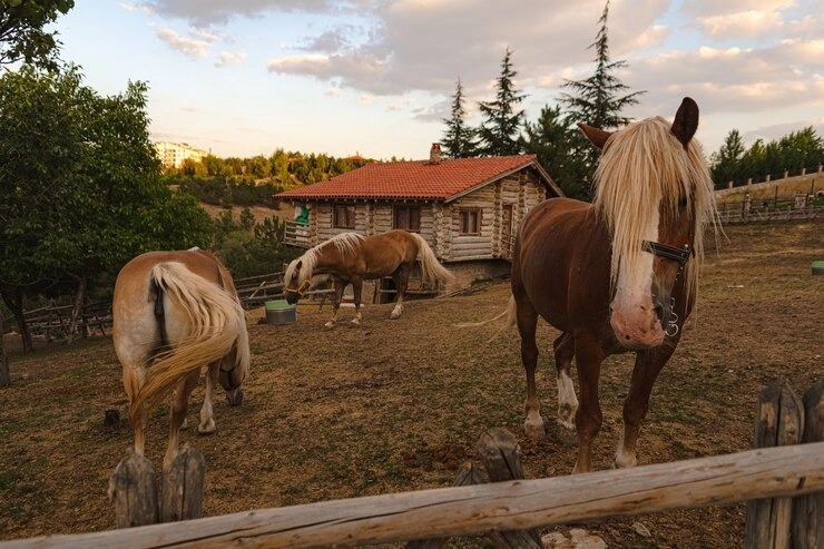 Denver Equestrian Properties -