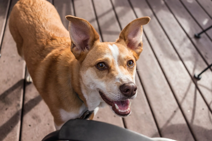 Dog in Greeley