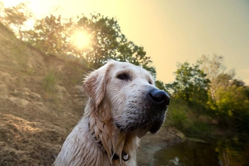 Discover the Best Dog Parks in Centennial, Colorado Top Dog Parks