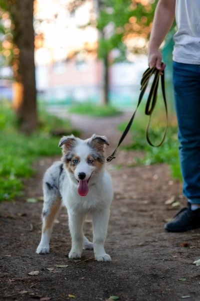 Discover the Best Dog Parks in Johnstown, CO Colorado