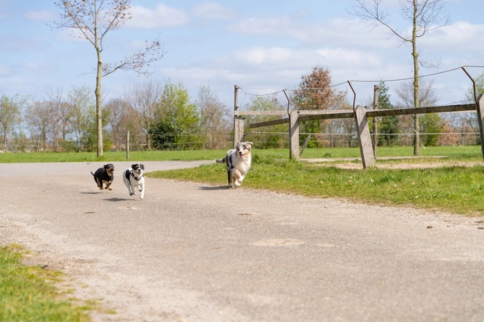 Dog Parks in Highlands Ranch - Dog off leash areas in Highlands Ranch - Hound Hill Dog Park