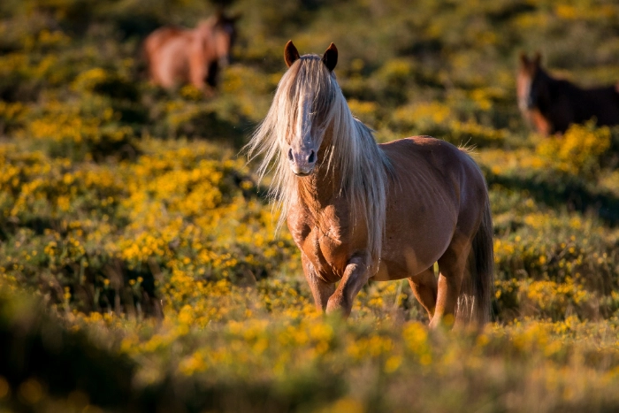 Horse in pasture Horse in Pasture
