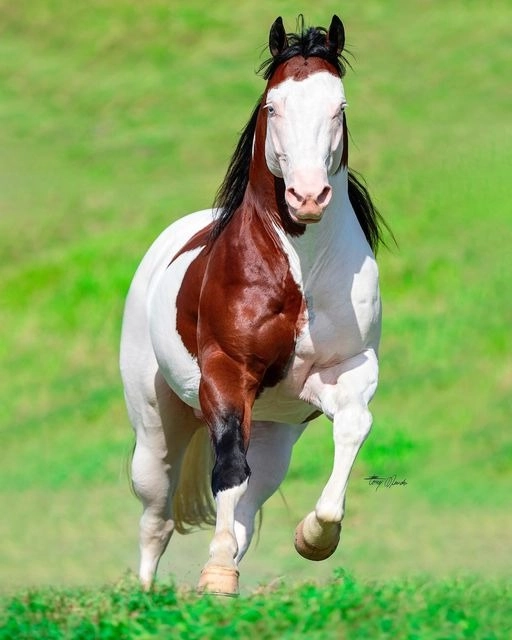 Horse boarding and training facilities | Denver, Colorado | Equestrian Facilities -