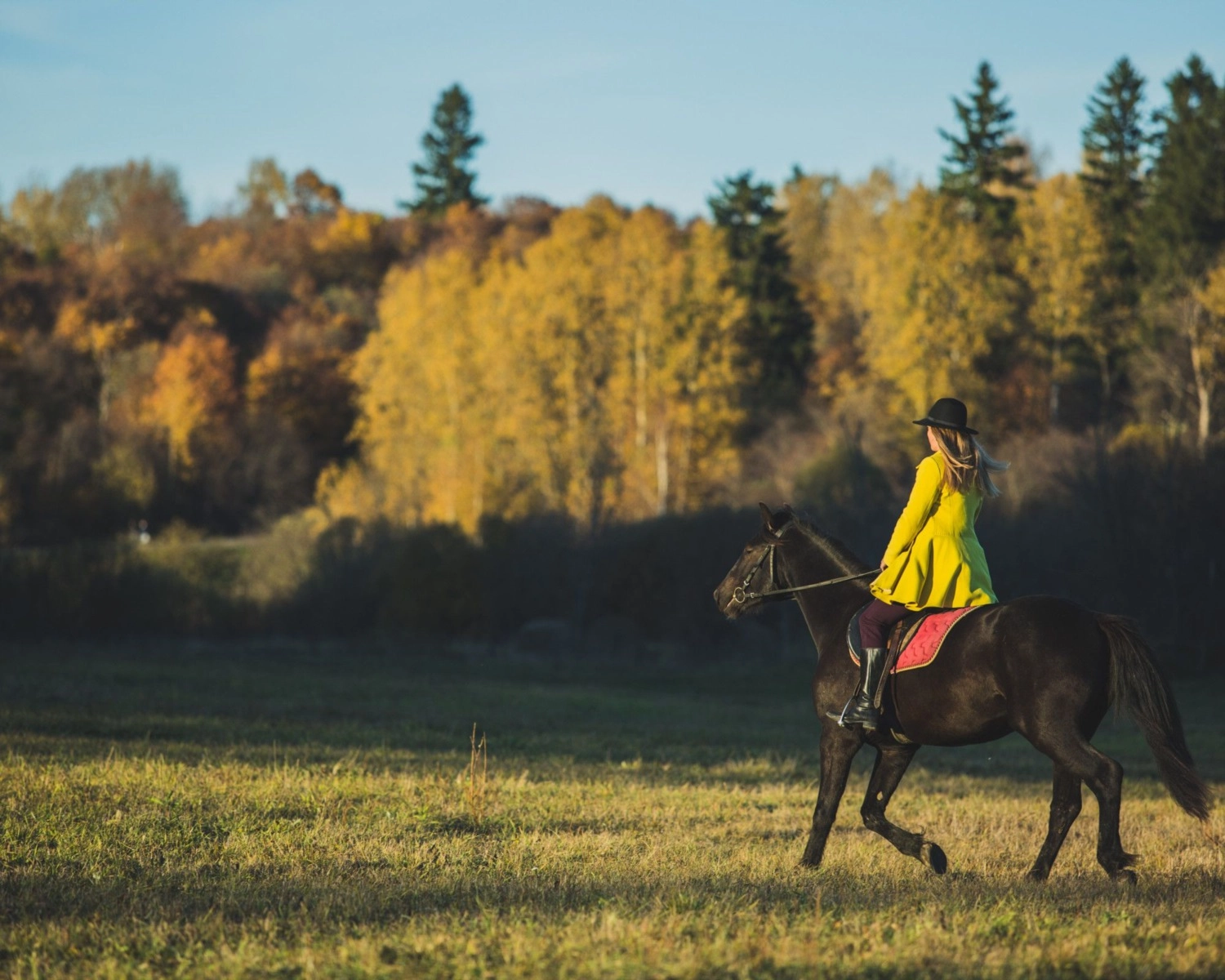 Kenna Real Estate: Horse Breeds that are popular in Colorado | Colorado Horse Property