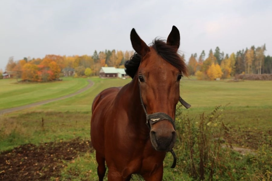 Essential Questions for Horse Owners Moving to Colorado | Kenna Real Estate