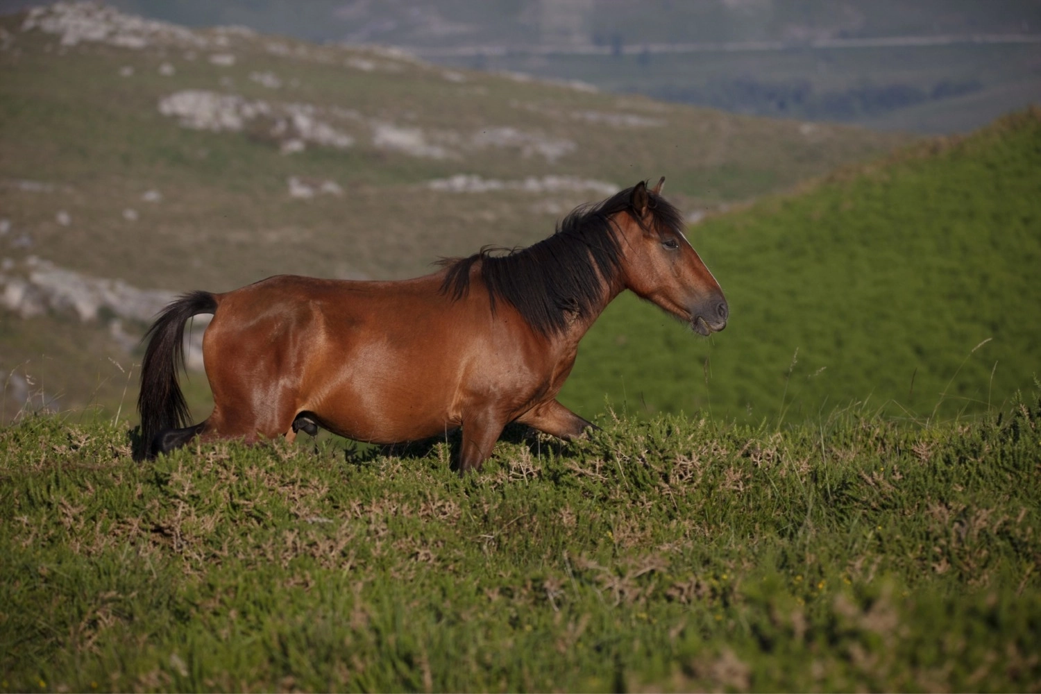 Horse Properties in Denver Colorado | A list of Precautions -