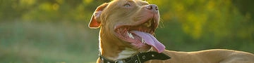 Colorado Summers are HOT! Keep your Dog Cool on Hot Denver Days