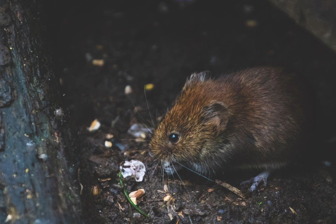 The Importance of Pest Inspection During Home Sales -