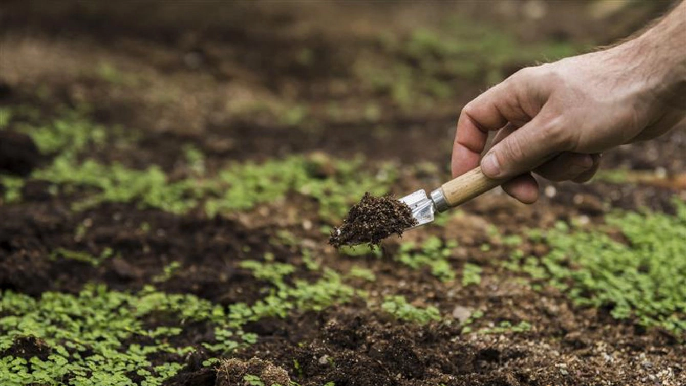 The Role of Soil Quality in Landscape Design: How to Get It Right