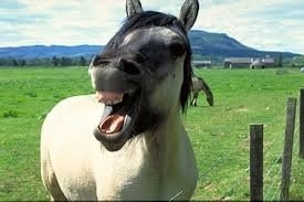 Tips for Navigating the Kenna Real Estate Website to Find Your Dream Equestrian Home -