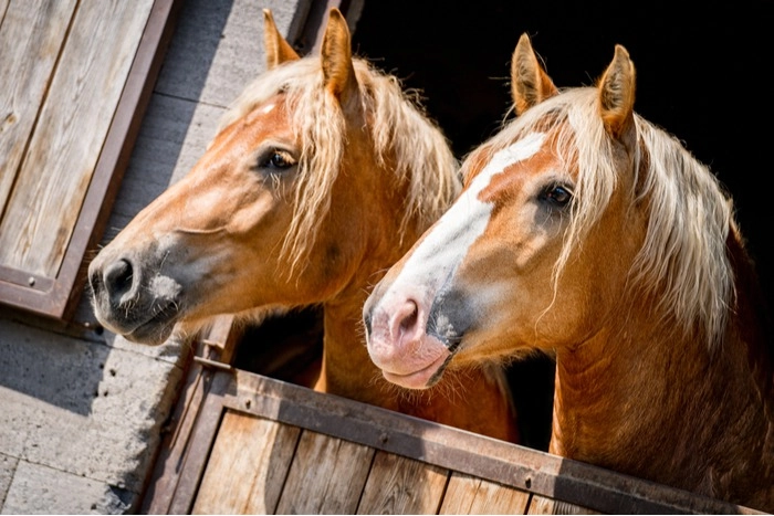 Types of Horses and Equestrian Facilities in Colorado -