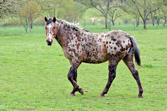Appaloosa Horse in Colorado