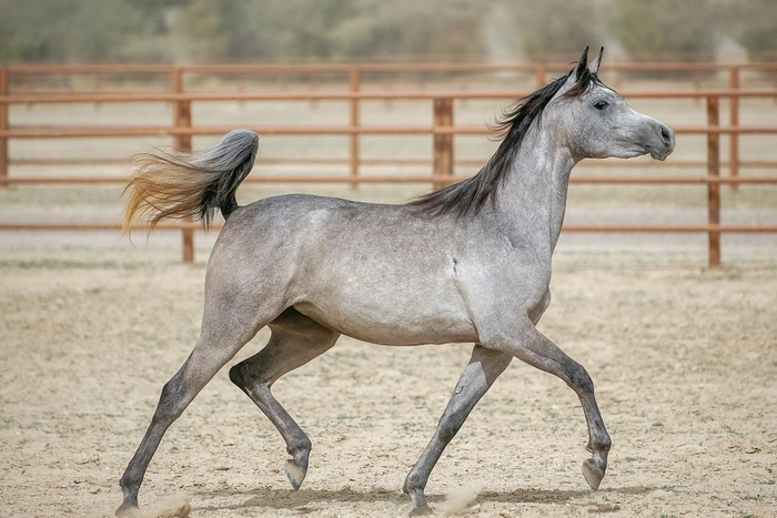 Arabian Horse in Colorado