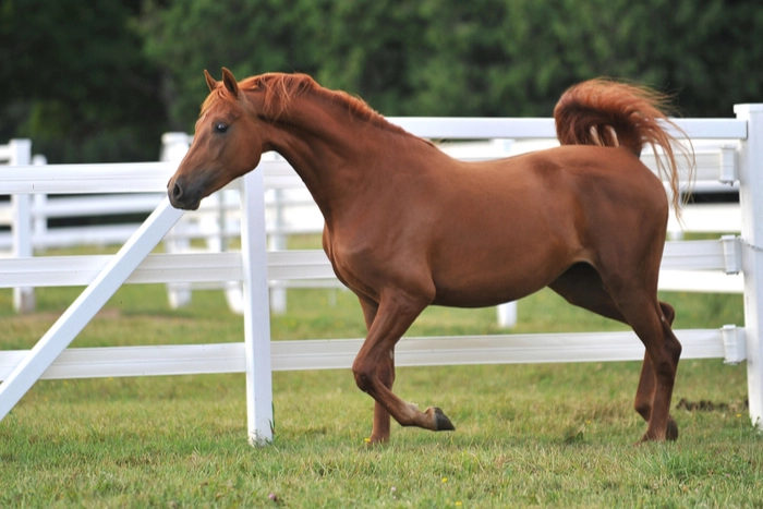 Morgan Horse in Colorado