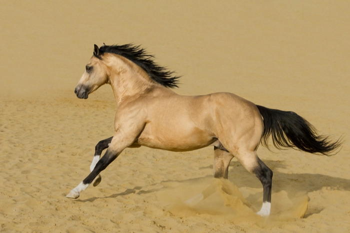 Quarter Horse in Colorado