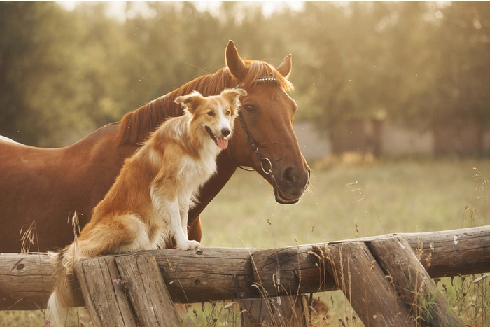 Find Horse Property for Sale at Kenna Real Estate Group
