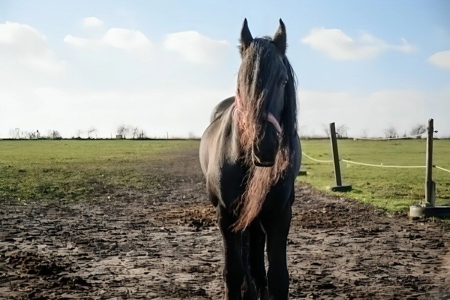 Value Increases For Your Equestrian Property