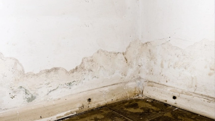 Mold damage in Colorado Kenna Real Estate Group