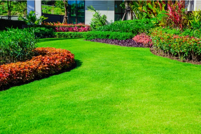 Backyard Lawn