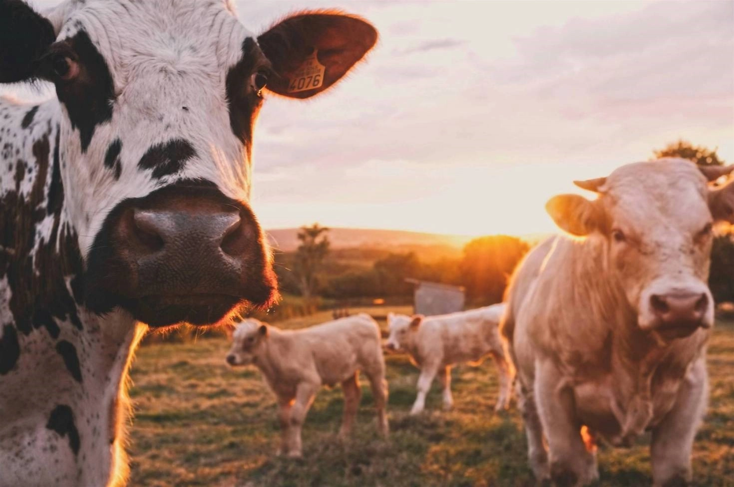 4 Tips for Animal Lovers with Large Properties -