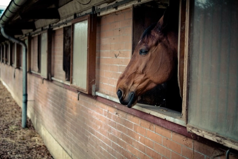 4 Tips for Animal Lovers with Large Properties