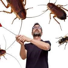 5 Measures You Can Take to Keep Your Home Pest Free -