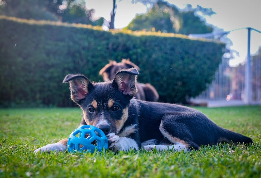 5 Steps To Make Your Backyard Dog-Friendly -